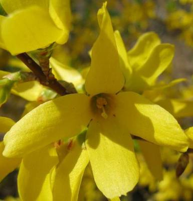 FORSYTHIA SPECTABILIS
